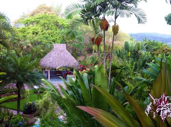 photo of palms in garden
