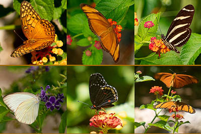 Butterflies in the garden