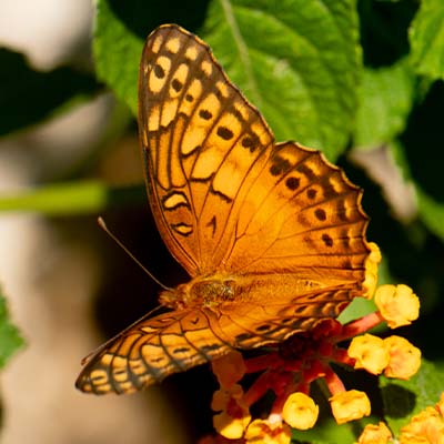 butterfly photo