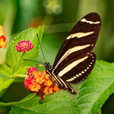 butterfly photo