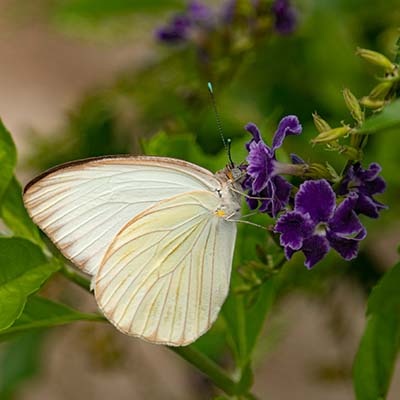 butterfly photo