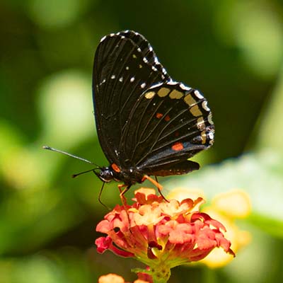 butterfly photo