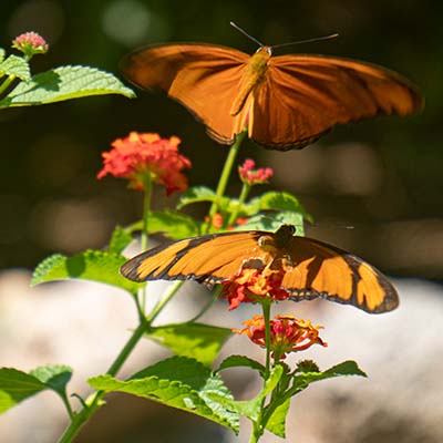 butterfly photo