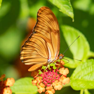 butterfly photo