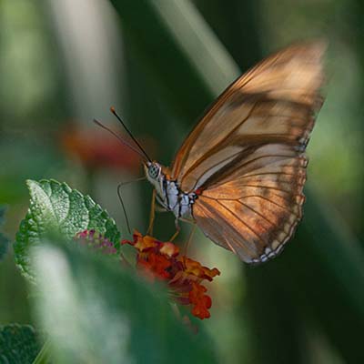 butterfly photo