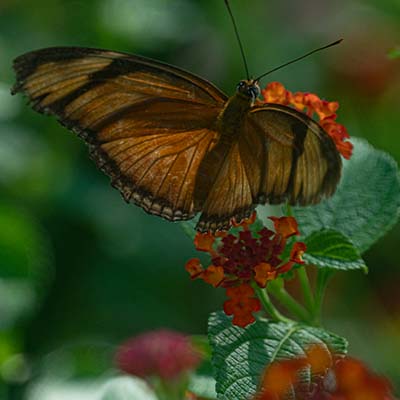 butterfly photo