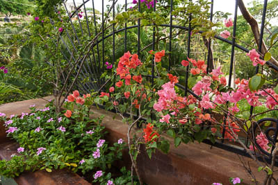 One of the flower beds on the terrace
