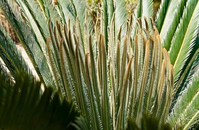 photo of cycad