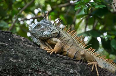 photo of iguana