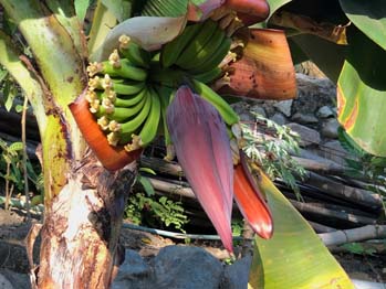 photo of banana plant