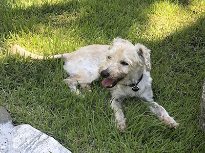 our rescue dog Chica